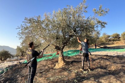 Recol·lecció d’olives a Guàrdia de Noguera per fer oli d’oliva verge extra verd.