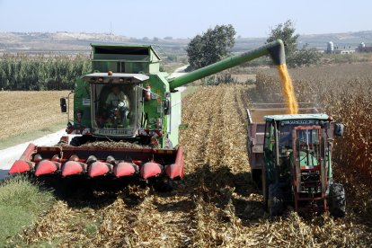 Recol·lecció de panís en una finca de Torregrossa.