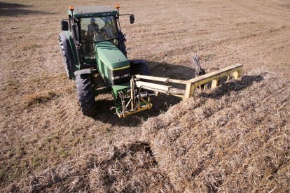 Un tractor recull blat, collita molt perjudicada per la sequera.