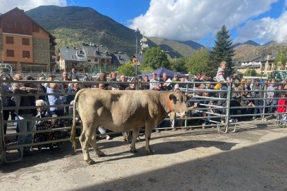 Un dels exemplars que ahir es van subhastar a Esterri.