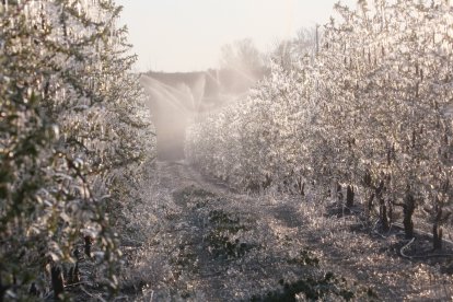 Les gelades de començaments d’abril de l’any passat van arrasar bona part de les produccions.