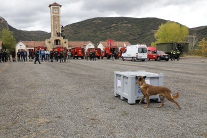 Una de les pràctiques de rescat de persones amb gossos ensinistrats.