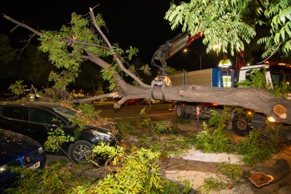 Una grua retirant l’arbre a última hora de la tarda d’ahir.