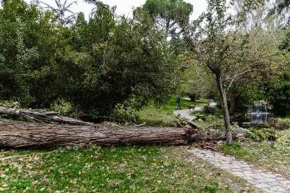 Una dona passeja amb el gos en un parc de Madrid amb un arbre caigut pel temporal.