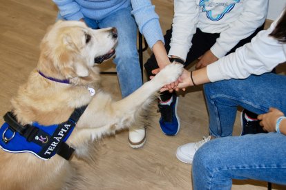 Una de les sessions de la Laika, una golden retriever d’intervenció terapèutica, amb adolescents.