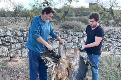 Membres d’Ipcena mostren el voltor mort a la Granadella.