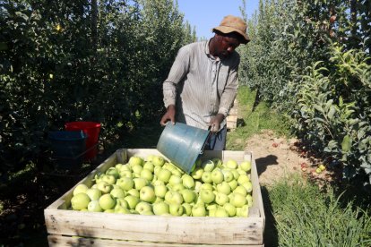 Imatge de collita de poma golden en una finca de Lleida.