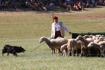 Gossos d'atura a Lleida TV