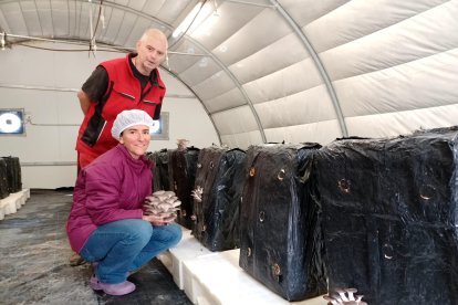 Jordina Sánchez, productora de gírgoles a Organyà.