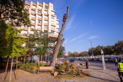 Operaris van talar ahir un gran arbre a Pare Sanahuja.