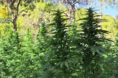 Els agents van intervenir més de 12.000 plantes de marihuana i 73 quilos de cabdells dessecats.