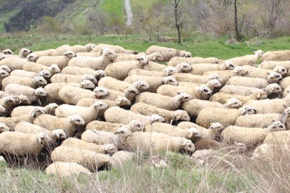 llessui. L’activitat Aviem el Bestiar acaba amb un dinar en un prat proper a Llessui. Si volen més informació sobre aquesta i altres activitats del museu poden trucar a 973 621 798.