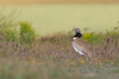 de dalt a baix. Un sisó (Tetrax tetrax), parella de ganga (Pterocles alchata) i un bernat pescaire (Ardea cinerea).