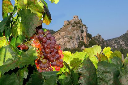 Els vins actuals. El celler acaba de crear Rubiòls. Els seus predecessors són SòlsXarel i Flor Xarel. 