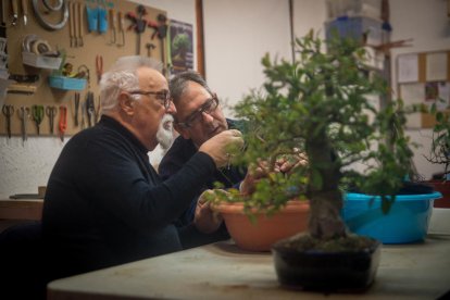 fruita. Sobretot es treballen en bonsai aquelles espècies que fan fruits d’acord amb la mida de l’arbre. 