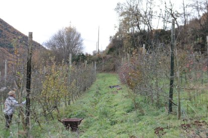 cAtàleg. Una vegada classificats, els arbres passen a formar part del catàleg de varietats locals d’interès agrari.