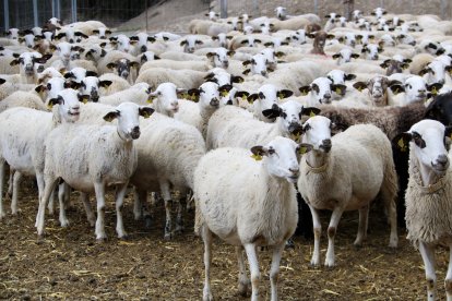 Imatge d’arxiu d’una explotació dedicada al bestiar oví a les comarques de Lleida.