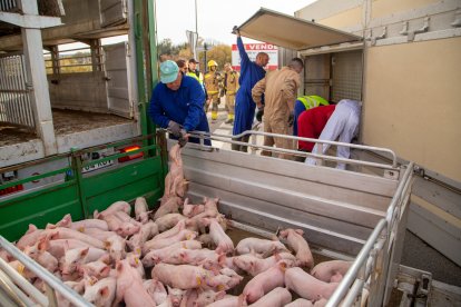 Els animals, que van quedar atrapats a la caixa, van ser traspassats a un altre tràiler.