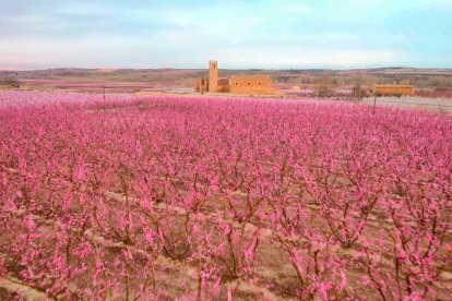 Els fruiters necessiten fred per donar pas mesos després a una bona floració i producció.