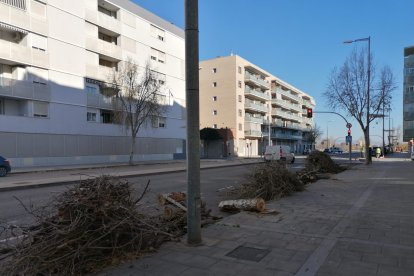 Arbres talats divendres al tram final de Prat de la Riba.