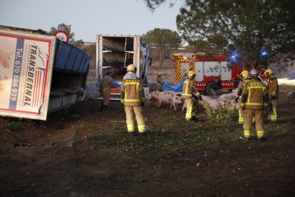 Bolca un camió carregat amb porcs entre Lleida i Torre-serona