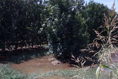 Reg a manta en una finca de Bell-lloc en un dels torns establerts per regar aquest estiu.