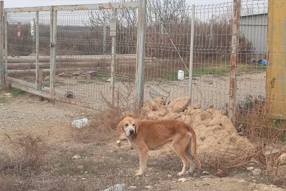 Imatge de l’estat en el qual va ser trobat un dels gossos d’Almenar.