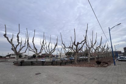 Els arbres que ja s’han podat a l’avinguda del Canal de Mollerussa.