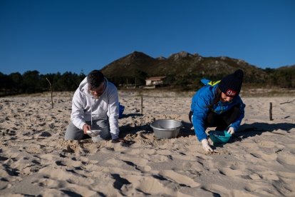 Voluntaris recullen pèl·lets de la sorra en una de les platges de la Corunya.