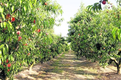 La fruita és un dels puntals de les dos cooperatives de segon grau.