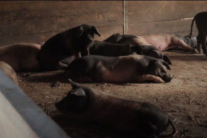 Porcs en una de les granges que visita el documental.