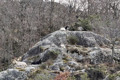 Alguns dels exemplars de cabres assilvestrades al terme municipal de Bossòst.