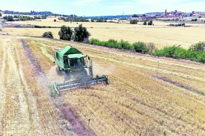 El sector dels cultius herbacis és un dels inclosos en la Política Agraria Común.