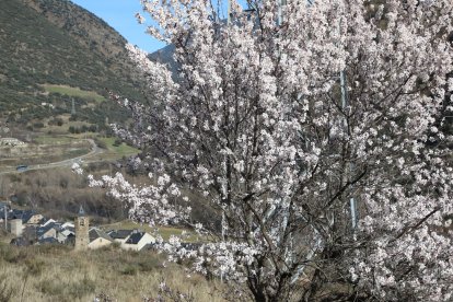 La calor ha portat al Pallars un avenç de la primavera. A la imatge, un ametller a Rialp.