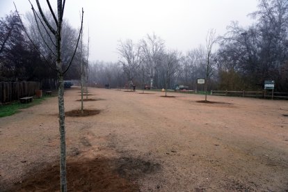 Els arbres que la Paeria ha plantat a l’accés a la Mitjana.