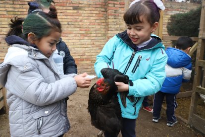 El moment de posar gotes a una de les gallines, que té un ull malalt.