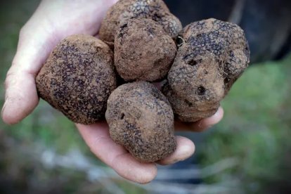 La tòfona negra, un dels productes gastronòmics més valorats.