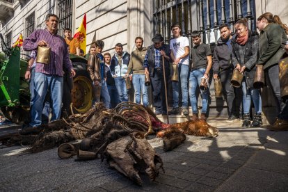 Pagesos van deixar restes d’un poltre a Agricultura a Santander.