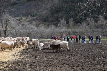 Els alumnes van participar ahir en una sessió pràctica per valorar animals de raça bruna.