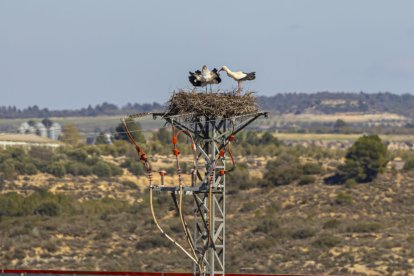 Cigonyes en un niu sobre una torre de la línia elèctrica als afores de les Borges Blanques.