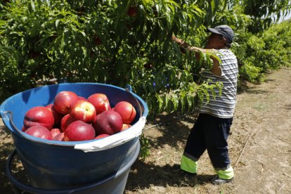 Treballs de recollida de la nectarina a Seròs durant la campanya passada.