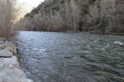 La Noguera Pallaresa ahir al seu pas pel municipi de Rialp.