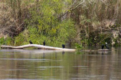 El tram final del Segre i la seua confluència amb la Cinca i l’Ebre presenta un estat ecològic deficient i un de químic “inferior a bo”.