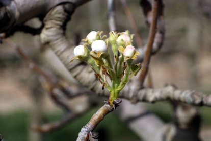 Botons florals de pera de varietat conference en una finca de Térmens.