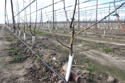 Danys ocasionats per conills en una plantació d’arbres fruiters a Torres de Segre.