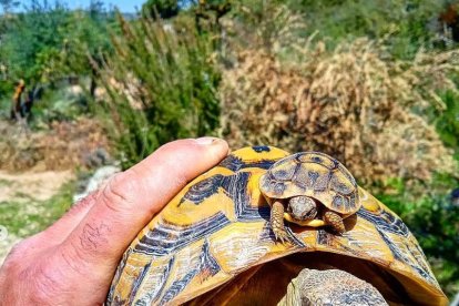 Ejemplares de tortuga reintroducidos en la Vall Major de Bovera. - ENDESA