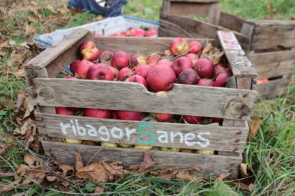 A l’Alta Ribagorça creixen cent varietats de fruita autòctona.