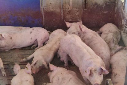 Les comarques de Lleida són, juntament amb les d’Osca, les grans productores de l’Estat de porcí.