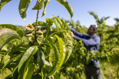 Aquest pagès comprova els danys, ben visibles, a la seua finca a Ivars de Noguera.