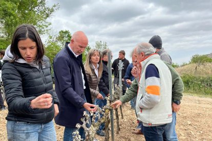 Mascort va visitar ahir una de les finques de vinyes afectades per les gelades a la Vall del Corb.